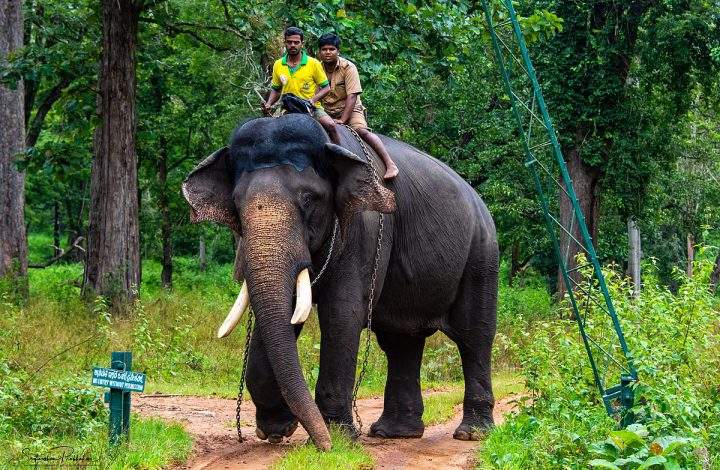 Balle Elephant Camp