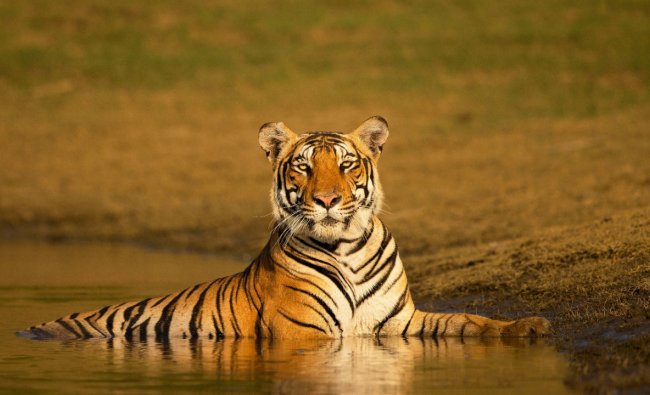 Nagarahole Tiger Reserve - Lincoln wildlife resort